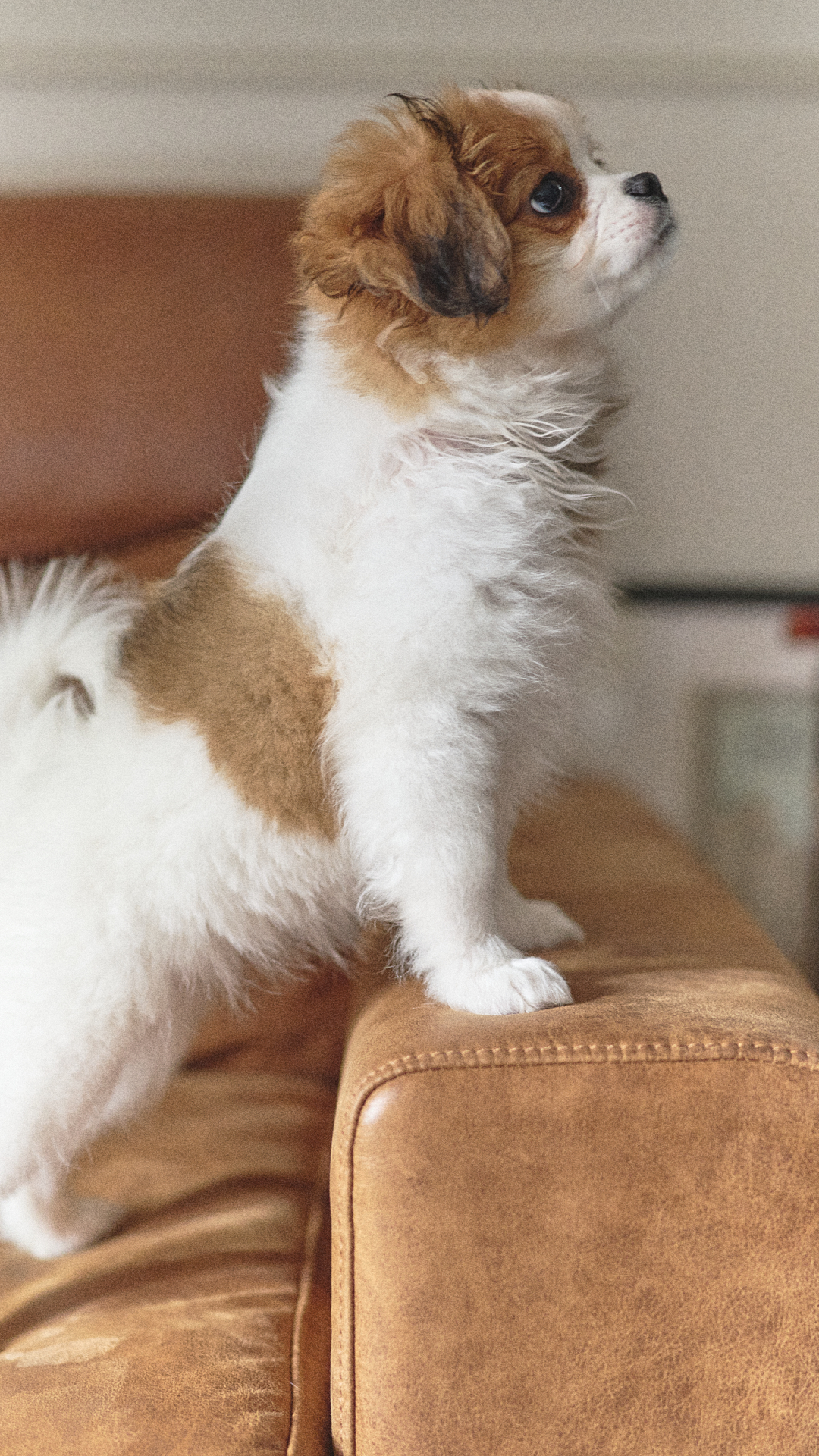 いぬと暮らす日々