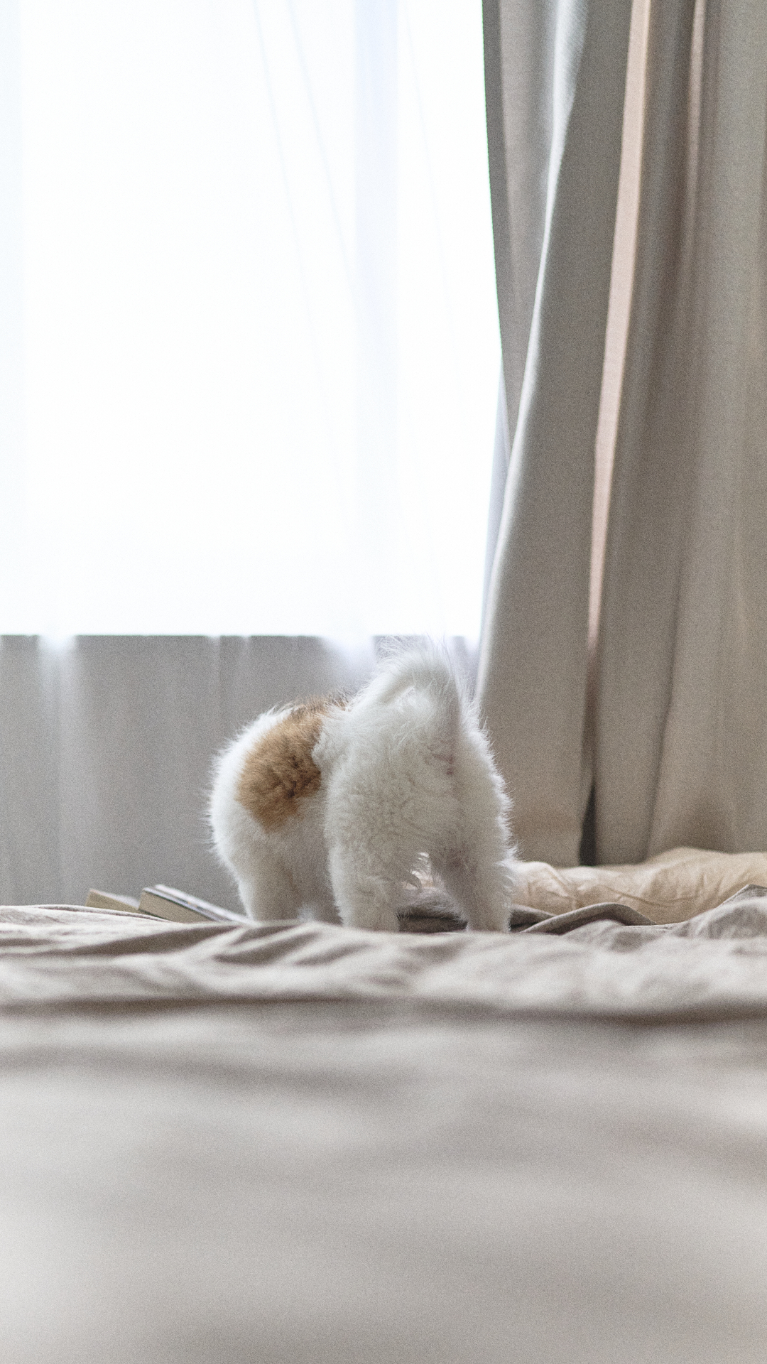 いぬと暮らす日々