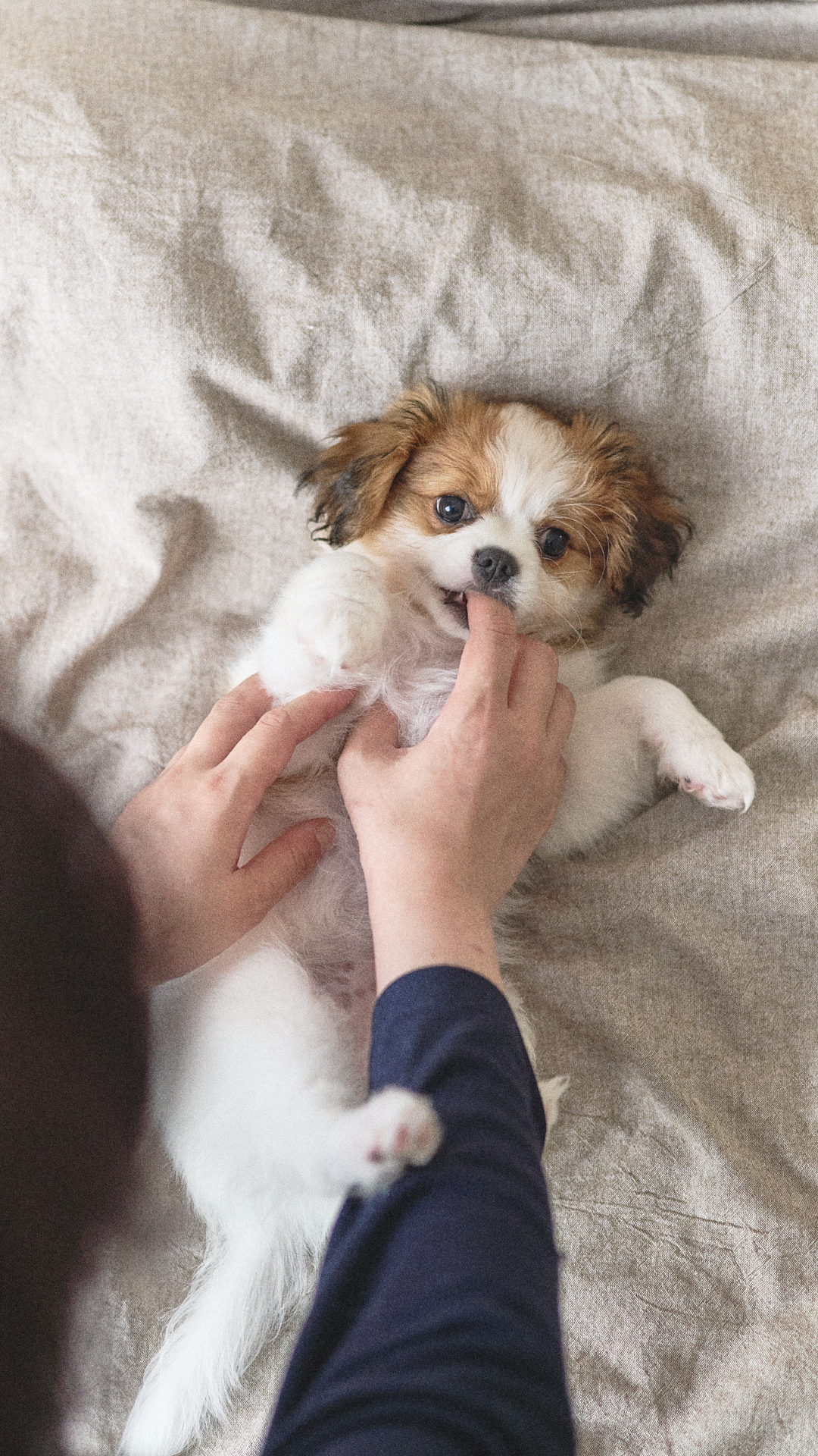 いぬと暮らす日々